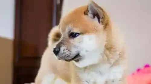 柴犬眼睛下面掉毛 有哪些原因引起柴犬掉毛 | 柴犬