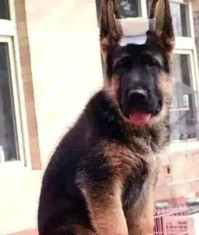 德国牧羊犬|9个月的德国牧羊犬在夏季大量掉毛正常吗