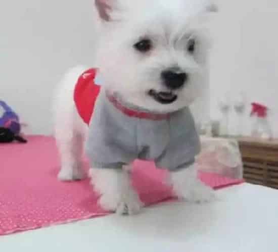 西高地|如何护理西高地的屁股