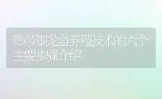 热带银龙鱼养殖技术的六个主要步骤介绍 | 鱼类宠物