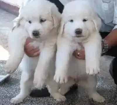 大白熊犬|大白熊犬瘦了，有饲养的方法吗