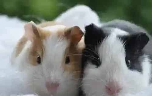 荷兰猪叫声 从叫声中能分辨它想干什么?| 荷兰猪