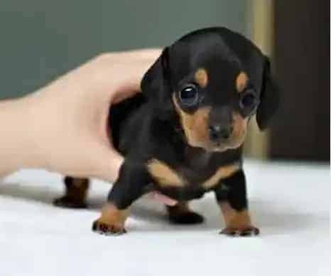 腊肠犬|看我如何让腊肠犬听话