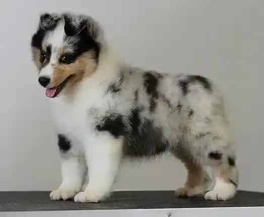 喜乐蒂|喜乐蒂犬眼睛发红用药也不好怎么办是好