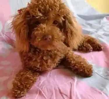 贵宾犬|产后大保健 如何护理好产后的贵宾犬