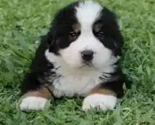 伯恩山犬|给伯恩山犬购置玩具的讲究有哪些