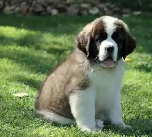 圣伯纳犬|解决圣伯纳犬消化不良的良策