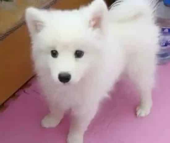 银狐犬|正确爱抚银狐犬的方式有哪些