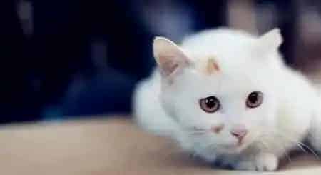 小猫怎么驱虫 注意猫咪驱虫药的用量 | 猫
