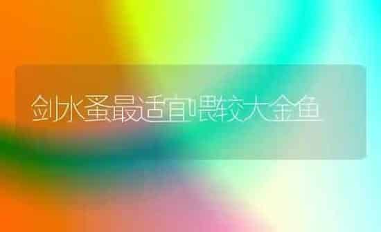 剑水蚤最适宜喂较大金鱼 | 鱼类宠物