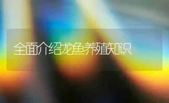 全面介绍龙鱼养殖知识 | 鱼类宠物