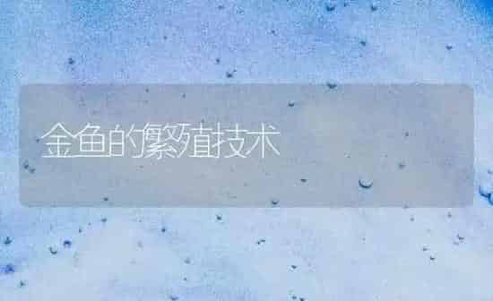 金鱼的繁殖技术 | 鱼类宠物