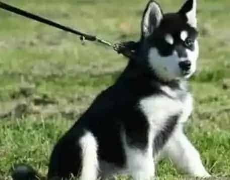 阿拉斯加犬|阿拉斯加雪橇犬的家庭常备药大全