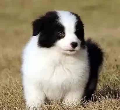 边境牧羊犬|怀孕期间的边境牧羊犬吃些什么食物好
