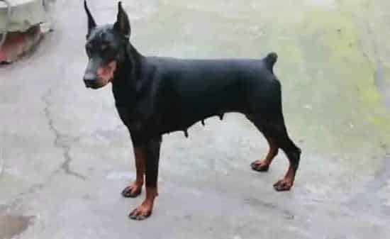 杜宾犬|两个月大的杜宾犬一天应该喂多少狗粮