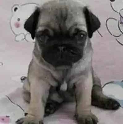 巴哥犬|选购全集 如何给巴哥犬挑选到合适的牵引绳