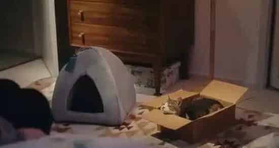 日本Google猫奴系列广告 7种只有内行人才懂的瞬间 | 猫