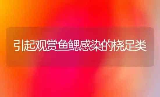 引起观赏鱼鳃感染的桡足类 | 鱼类宠物