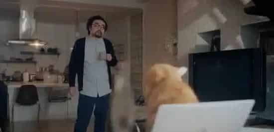 日本Google猫奴系列广告 7种只有内行人才懂的瞬间 | 猫