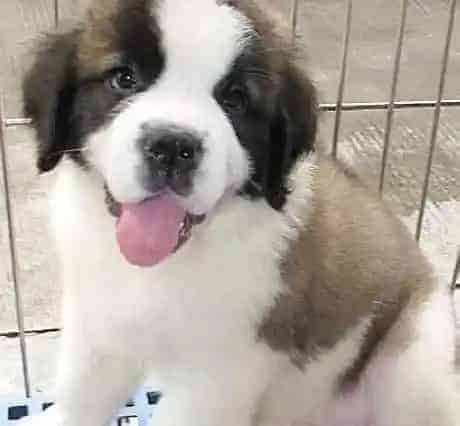 圣伯纳犬|如何照顾好步入老年的圣伯纳犬