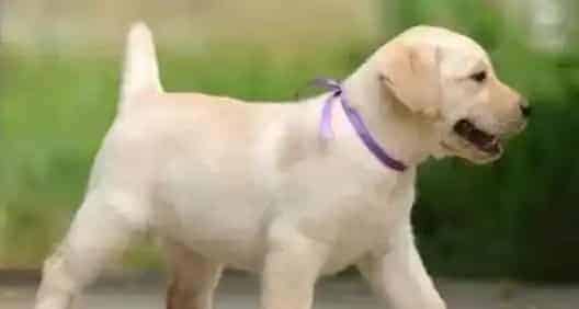 拉布拉多|训练拉布拉多犬学会作揖的方法