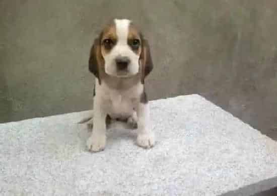 比格犬|比格犬咳嗽有痰，流鼻涕不吃东西是怎么了