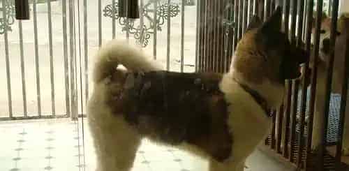 美系秋田犬长多高 公犬肩高在66到71厘米 | 秋田犬