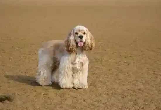 可卡犬|可卡犬感冒了,请问医生吃什么药好