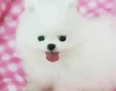 博美犬|用什么方法可以让博美犬学会在厕所排便