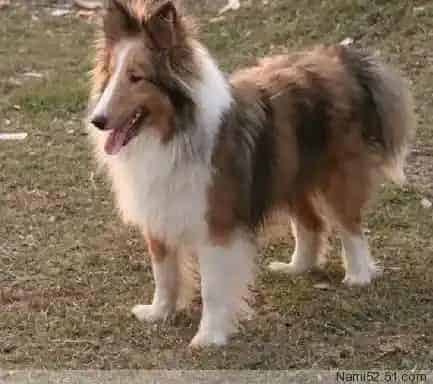 喜乐蒂|喜乐蒂犬爱乱叫的最佳解决方法