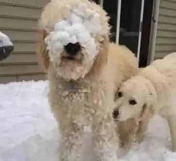 意大利灰狗好养吗 是喜欢奔跑的犬种 | 意大利灰狗