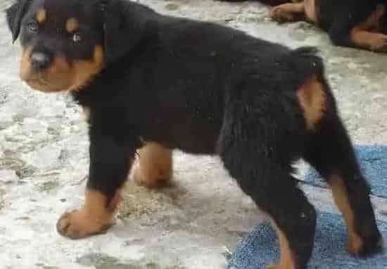 罗威纳犬|罗威纳犬拉黄色软便是怎么回事