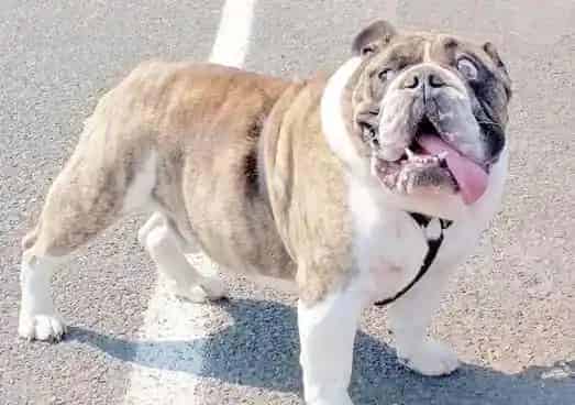 英国斗牛犬能喂酸奶吗 酸奶也是很有营养的 | 英国斗牛犬