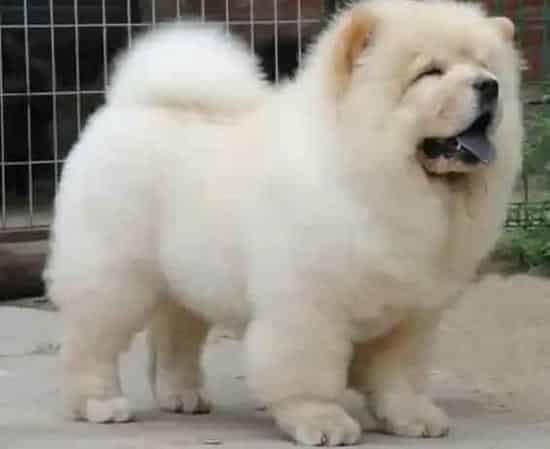 松狮犬|新生的松狮犬幼犬具备哪些最基本的生理特征