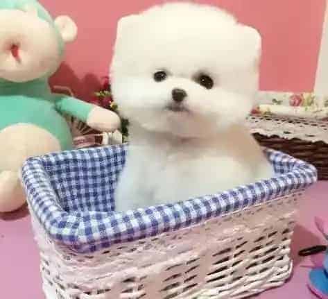 博美犬|日常生活中如何给博美犬科学补钙