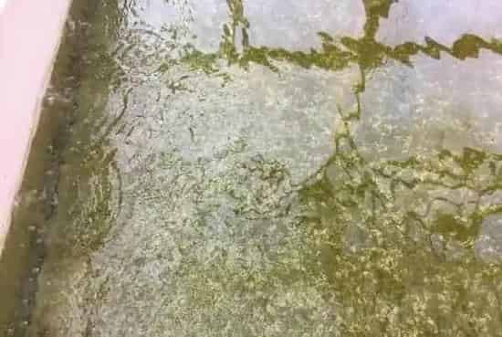 观赏鱼是怎么繁育出来的，请看我们的流程解说