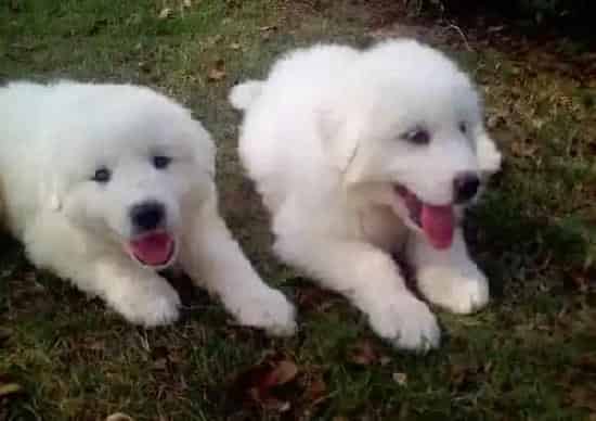 大白熊犬|西高地不耐热要防止狗狗中暑