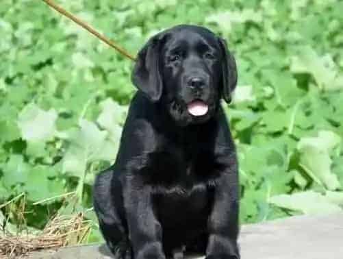 拉布拉多|拉布拉多犬感冒应该给它吃点什么感冒药比较好呢