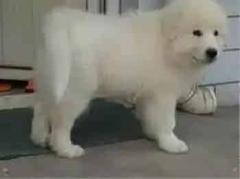 大白熊犬|狗狗医疗指南 如何解决大白熊犬吃药难的问题