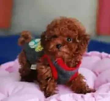 泰迪犬|给泰迪犬沐浴时一定要注意的三件事