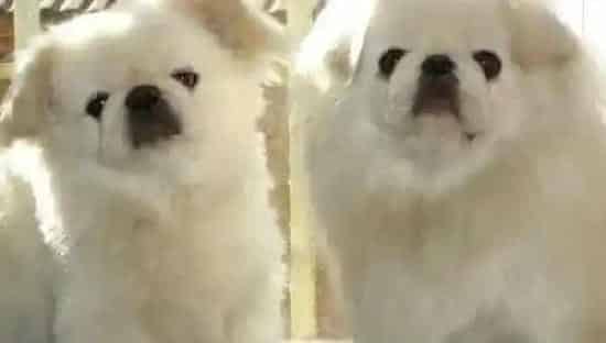 京巴狗|护理全程指导 寒冷冬季京巴犬外出期间应注意什么