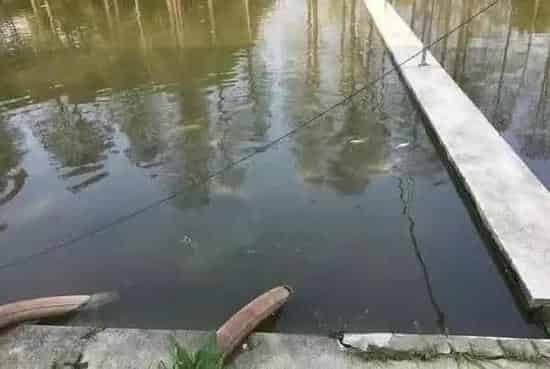 观赏鱼是怎么繁育出来的，请看我们的流程解说