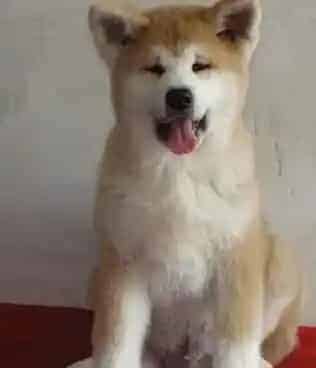 秋田犬|秋田犬吃什么可以增加毛发的颜色