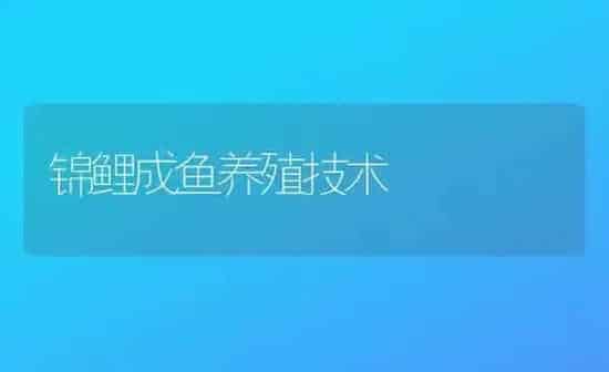 锦鲤成鱼养殖技术 | 鱼类宠物