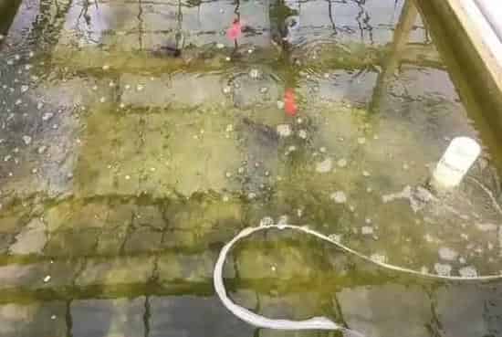 观赏鱼是怎么繁育出来的，请看我们的流程解说