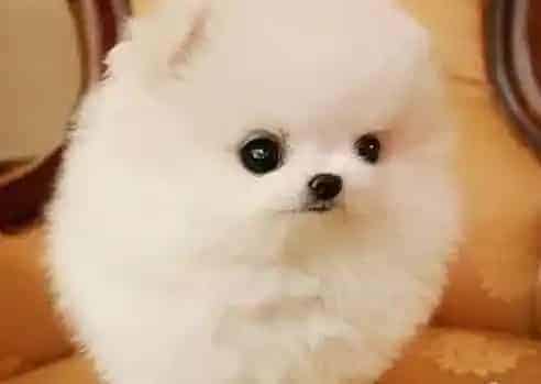 博美犬|给博美犬洗澡时有哪些要在乎的事情