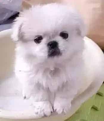 京巴狗|怎样给京巴犬挑选优质的狗粮食物