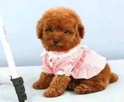 贵宾犬|哪些食物会危害到贵宾犬的健康