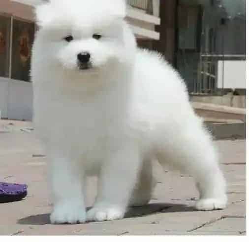 银狐犬|银狐犬傍晚边呕吐边抽搐，晚上恢复正常没事吧