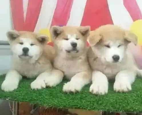 秋田犬|秋田犬吃什么可以增加毛发的颜色